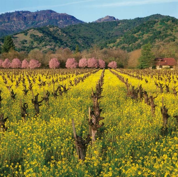 10-219-Callaert-CNV 81 Mustard, Plum Blossoms, Vineyard, Napa Valley CA