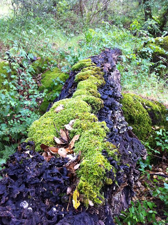 219165_10150157213411588_8030811_o