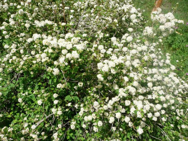 39078_410733296587_2446408_n