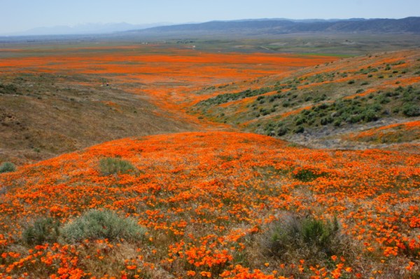AntelopeValleyPoppyPreserve53 (1)