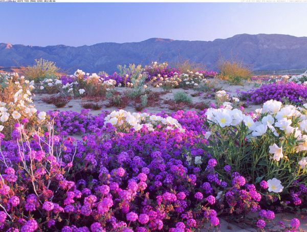 desert-flowers-anza-borrego-desert-state-park-california